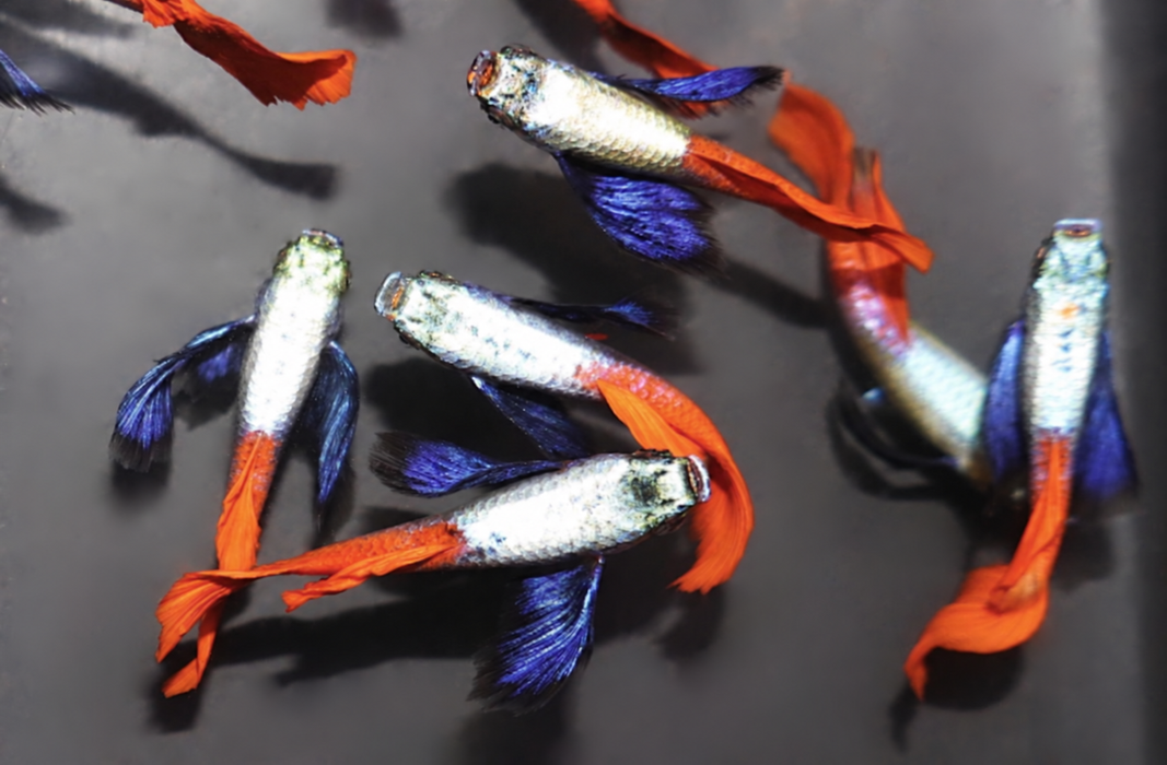 Platinum Dumbo Red Tail Guppy