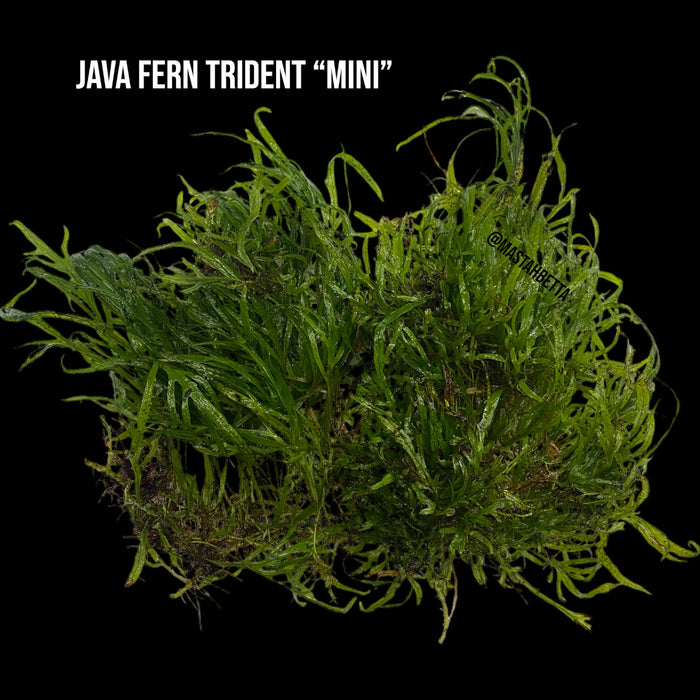 Java Fern Trident “Mini”