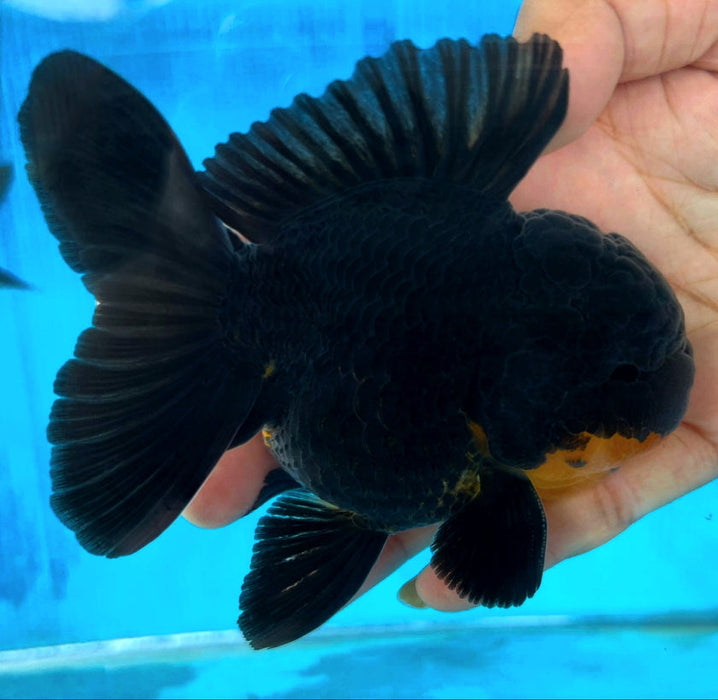 Short Body Black Oranda