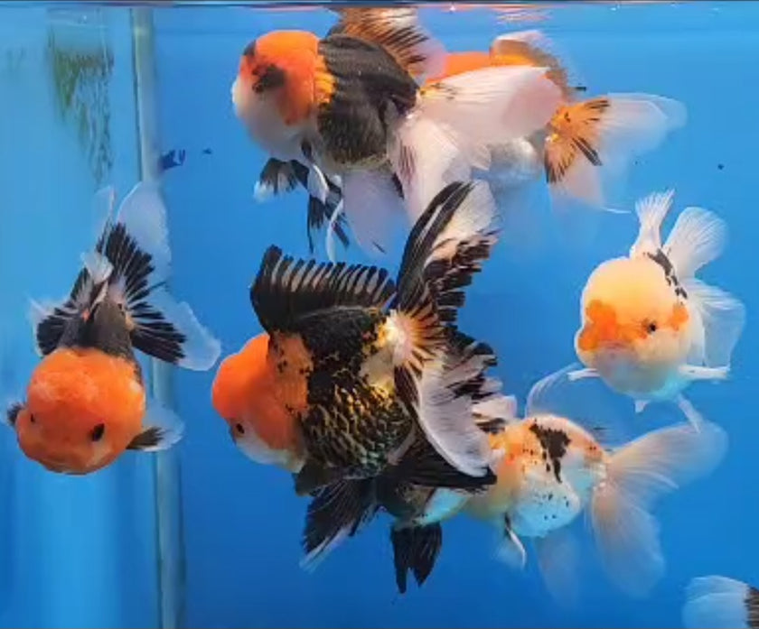 Assorted Short Body Oranda