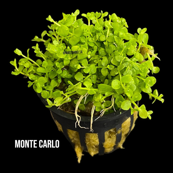 Monte Carlo