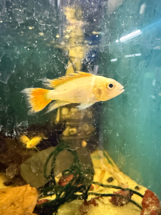 Golden Apistogramma Cacatoides