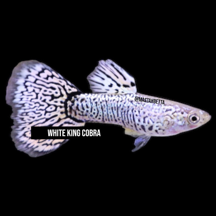 White Tiger King Cobra Guppy Pair