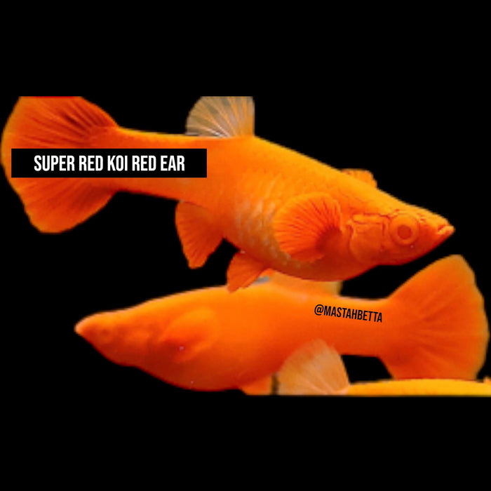 Super Red Koi Red Ear Guppy Pair