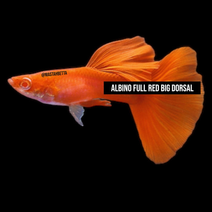 Albino Full Red Big Dorsal Guppy Pair