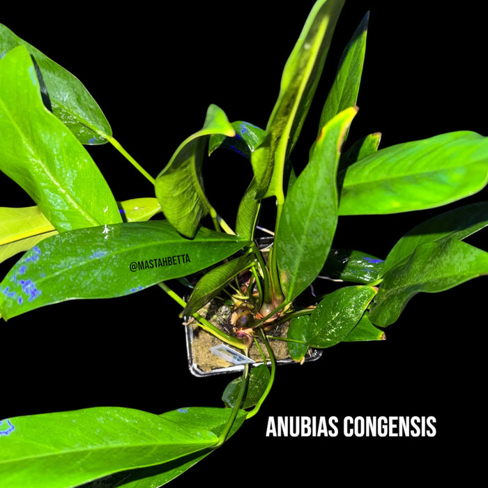 Anubias Congensis Mother Pot