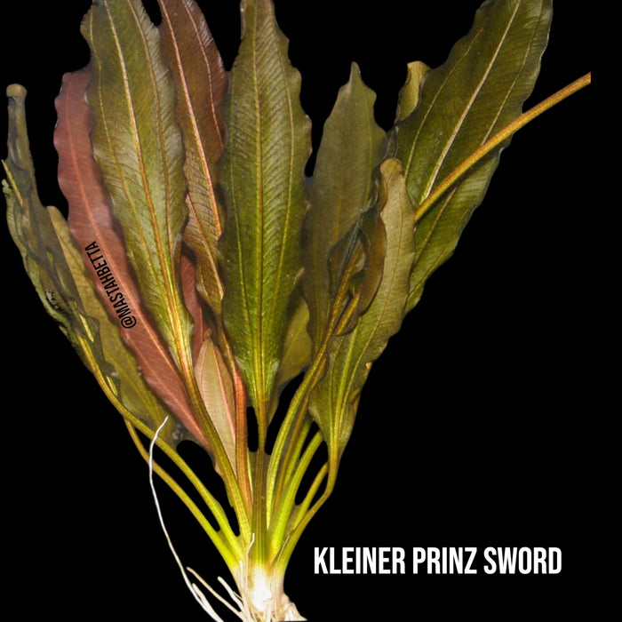 Kleiner Prinz Sword