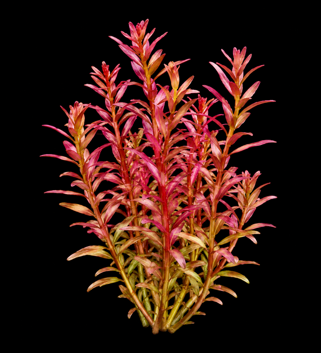 Rotala Rotundifolia Red