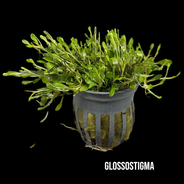 Glossostigma