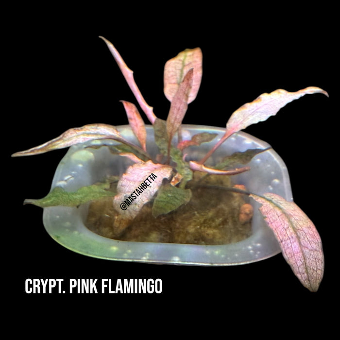 Crypt. Pink Flamingo