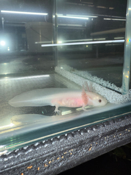 Leucistic Axolotl