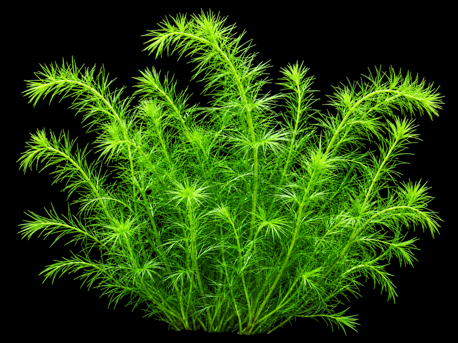 Stream Bogmoss