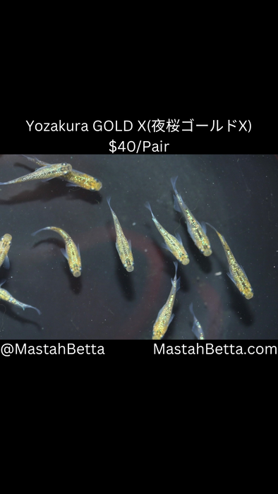 Yozakura GOLD X(夜桜ゴールドX) Medaka