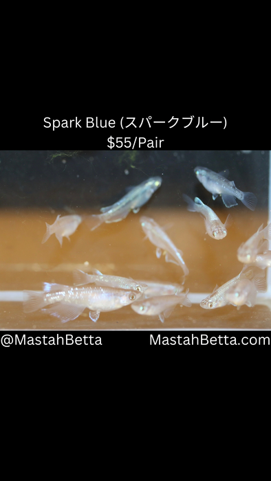 Spark Blue (スパークブルー) Medaka Pair