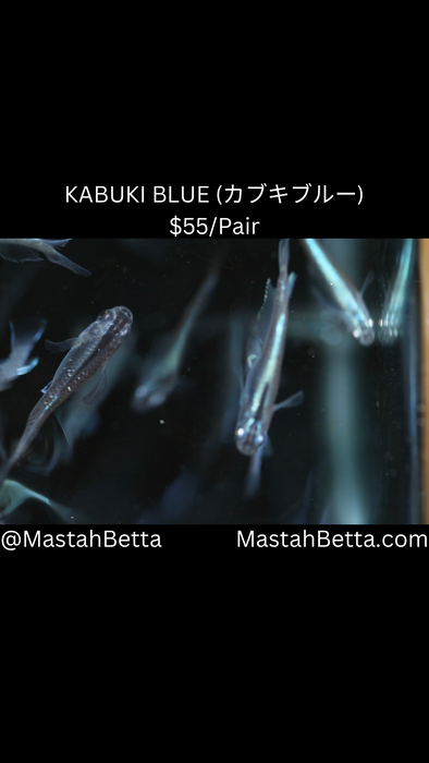 KABUKI BLUE (カブキブルー) Medaka Pair