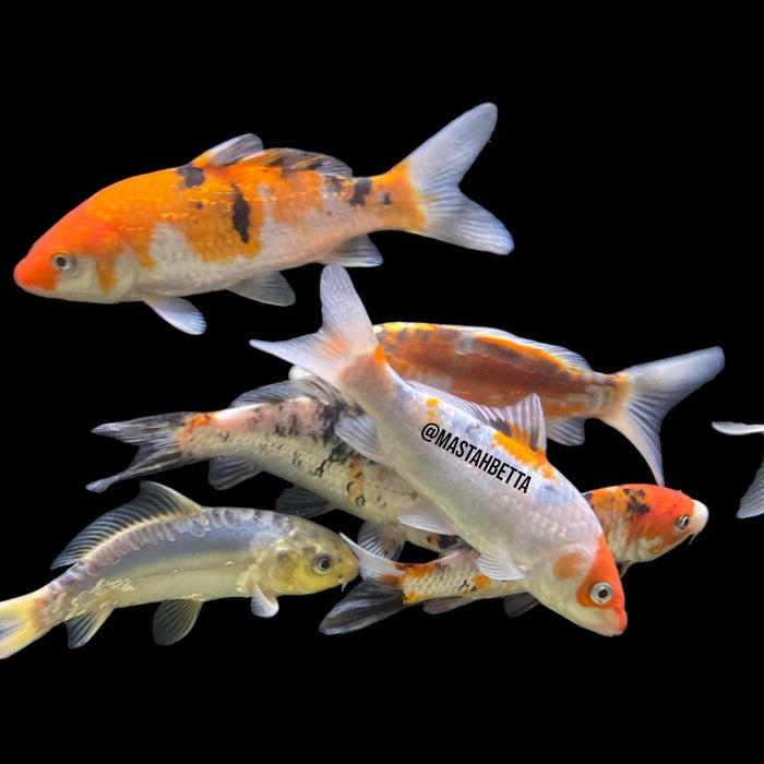 Assorted Standard Koi