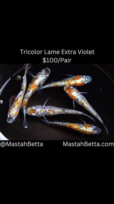 Tricolor Lame Extra Violet Medaka Pair