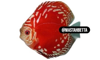 Red Marlboro Discus