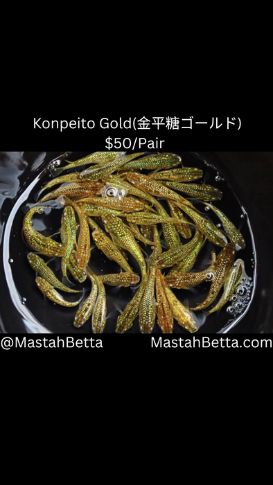 Konpeito Gold (金平糖二一儿 ) Medaka Pair