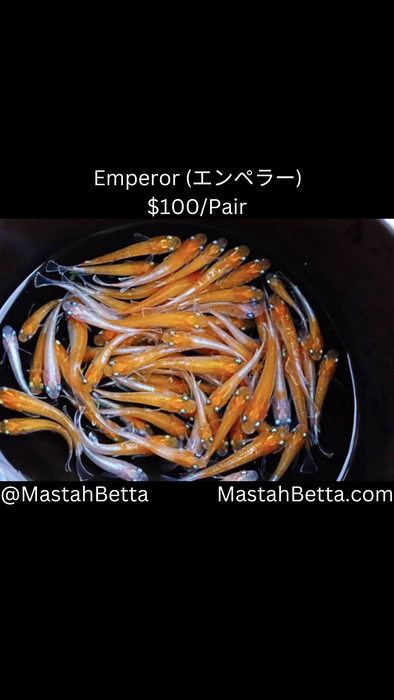 Emperor (エンペラー) Medaka Pair