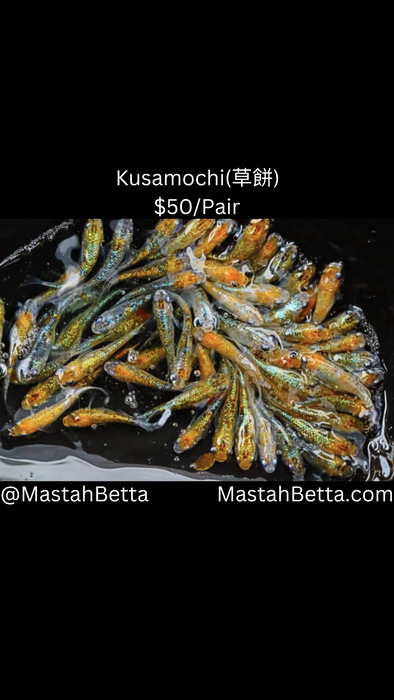 Kusamochi (草餅) Medaka Pair