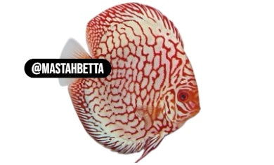 Armored Stickleback