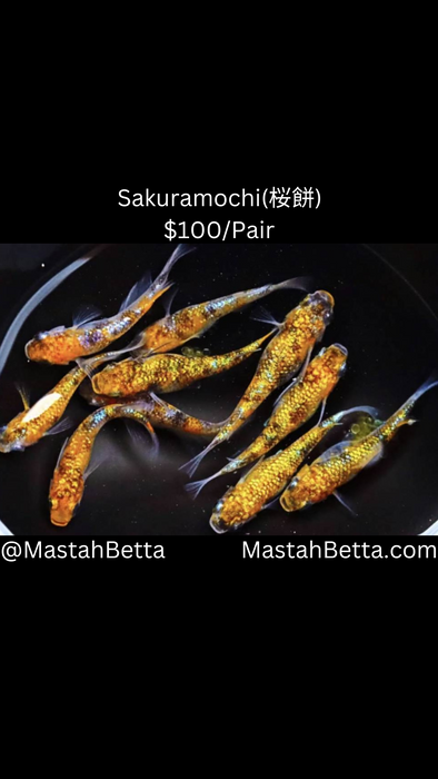 Sakuramochi (楼餅) Medaka Pair
