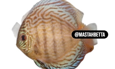 Blue Cobalt Discus
