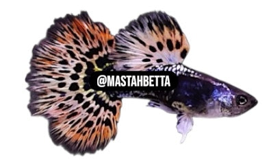 Metal Red Leopard Guppy