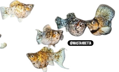 Tricolor Marble Balloon Molly