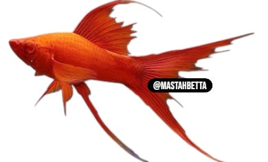 Blood Red Double Swordtail
