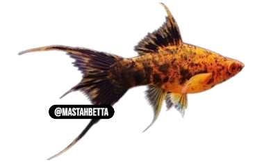 Berlin Double Swordtail