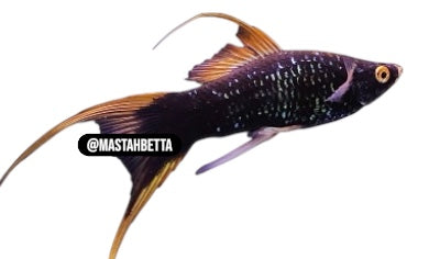 Red Hamburg Double Swordtail