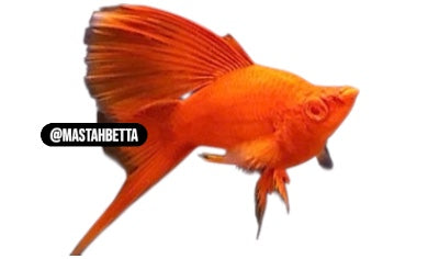 Short Body Blood Red Cauliflower Swordtail