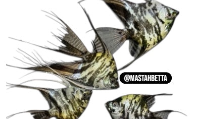 Angelfish Pre-Orders