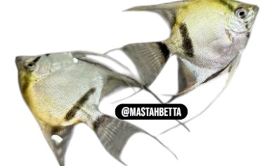 Blue Ghost Angelfish