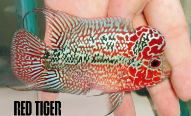 Red Tiger Flowerhorn