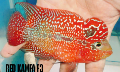 Full Red Kamfa F3 Flowerhorn