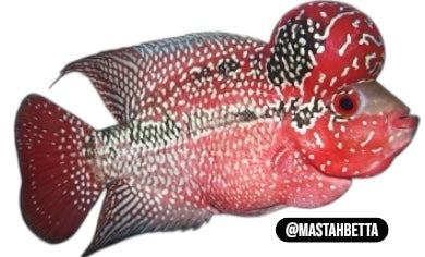Red Thunder Flowerhorn