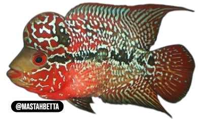 2 Tone Flowerhorn