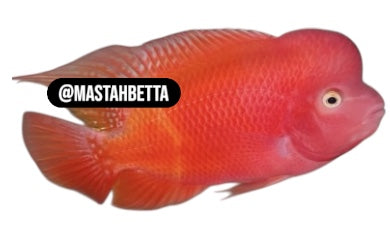 Super Red Monkey Flowerhorn