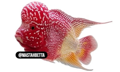 Kamfa F3 2 Tone Flowerhorn
