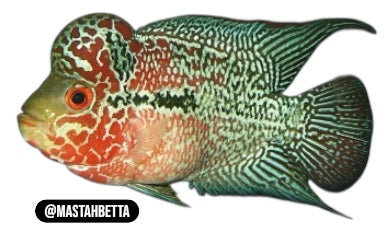 Red Dragon Flowerhorn
