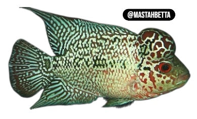 Blue Dragon Flowerhorn