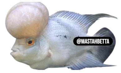 Thai Silk Flowerhorn