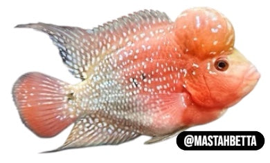 Zhen Zhu Flowerhorn