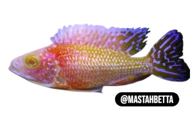 African Cichlid Pre-Orders