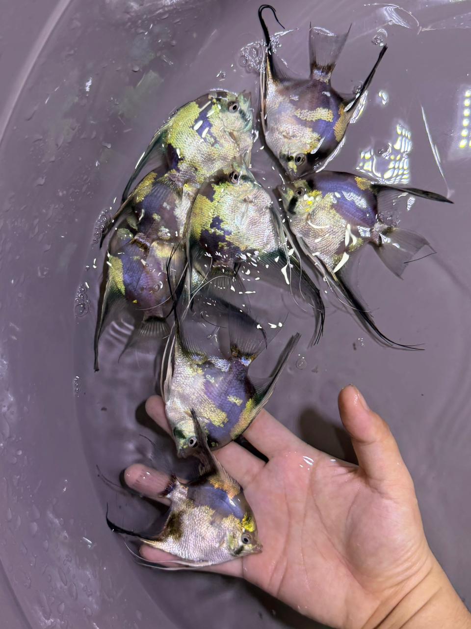 Angelfish Pre-Orders