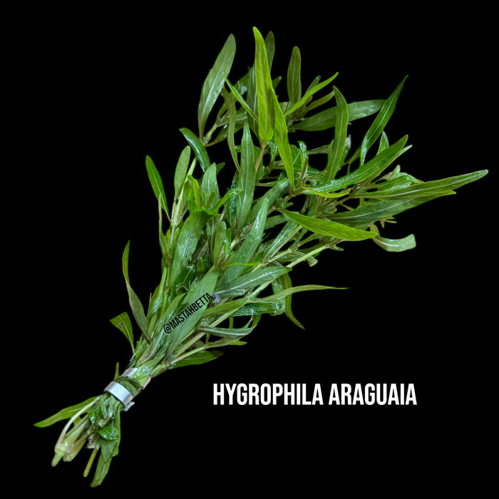 Hygrophila Araguaia
