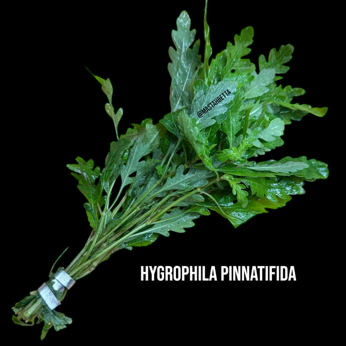 Hygrophila Pinnatifida
